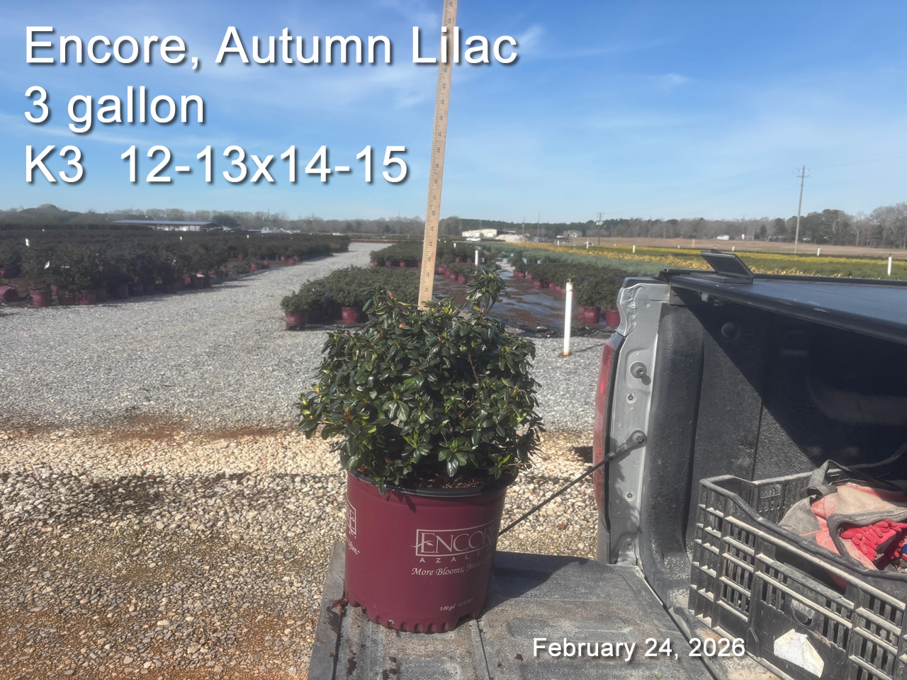 gallery/elil3 k3 feb24.jpg